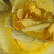 Žuta - Grmolike ruže - Apache